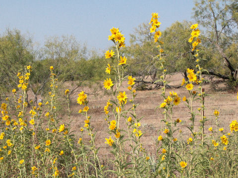 Helianthus maximiliani