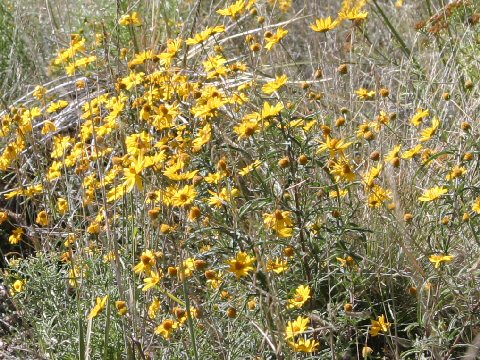 Helianthus maximiliani