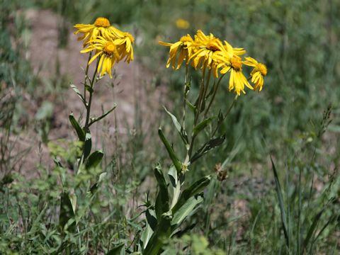 Helianthus maximiliani