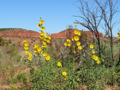 Helianthus maximiliani