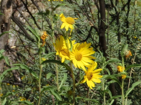 Helianthus maximiliani