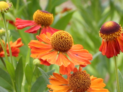 Helenium autumnale cv. Moerheim Beauty