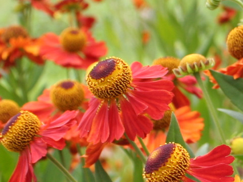 Helenium autumnale cv. Moerheim Beauty