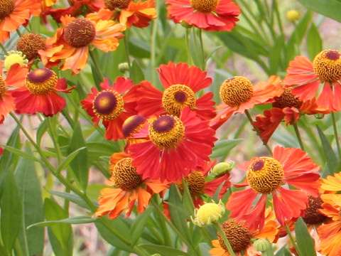 Helenium autumnale cv. Moerheim Beauty