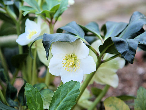 Helleborus niger