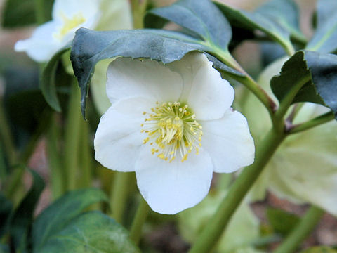 Helleborus niger