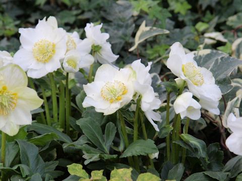 Helleborus niger