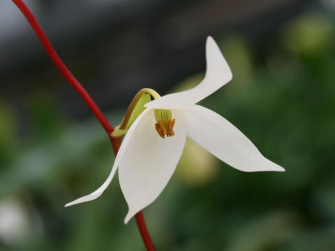 Heliamphora nutans cv. Big Oxford