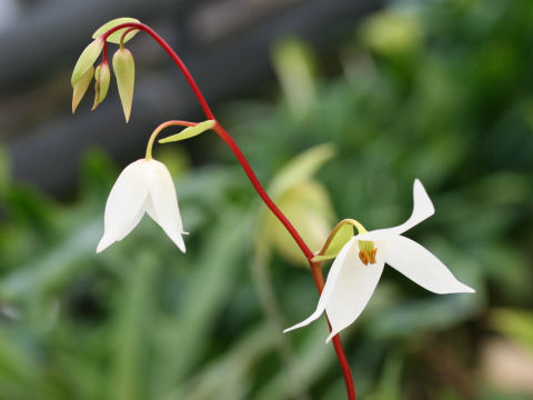 Heliamphora nutans cv. Big Oxford