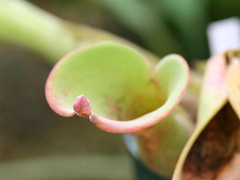 Heliamphora nutans cv. Big Oxford