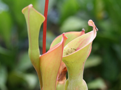 Heliamphora nutans cv. Big Oxford