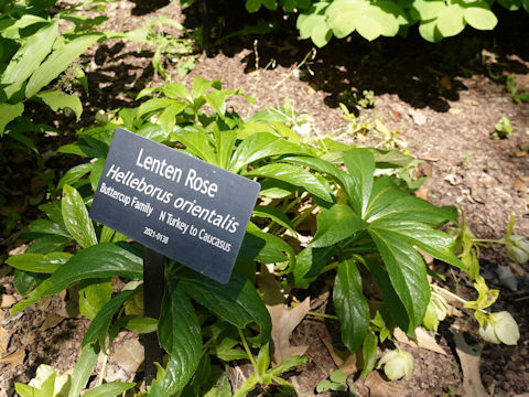 Helleborus orientalis