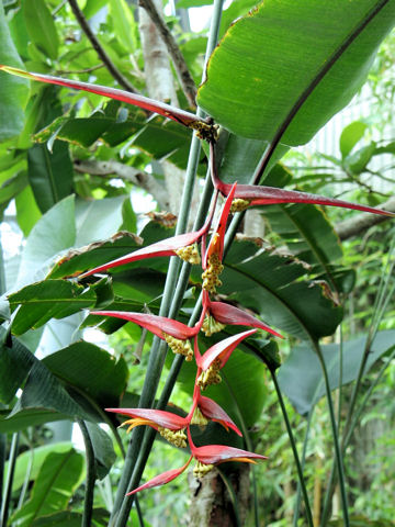 Heliconia pendula