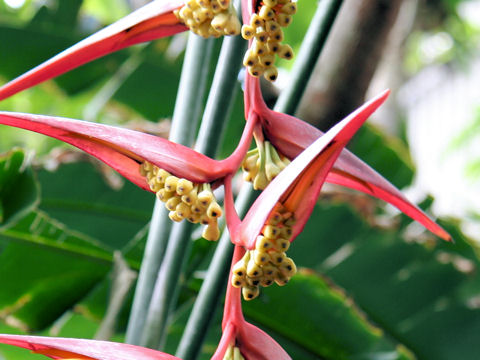 Heliconia pendula