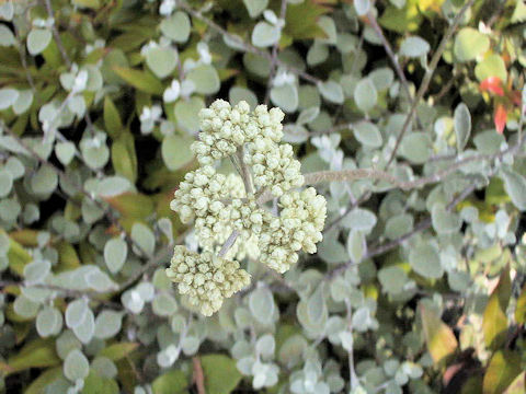 Helichrysum petiolare