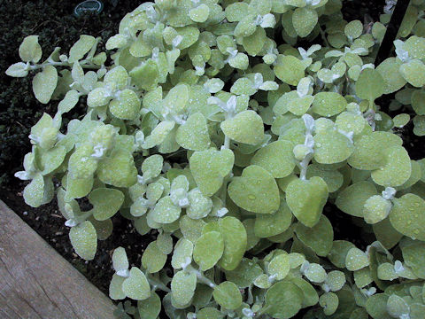 Helichrysum petiolare