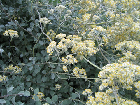 Helichrysum petiolare