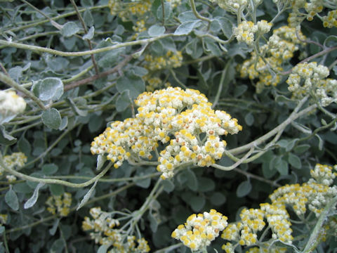 Helichrysum petiolare