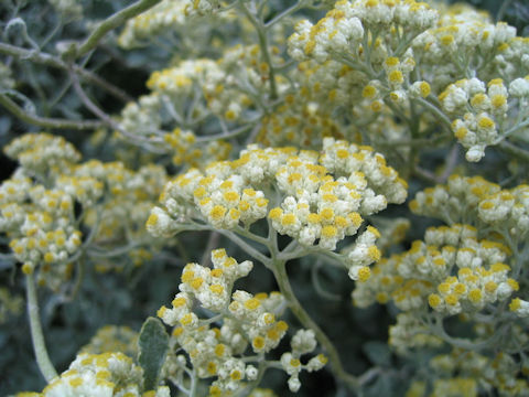 Helichrysum petiolare