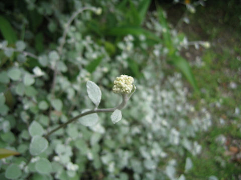 Helichrysum petiolare