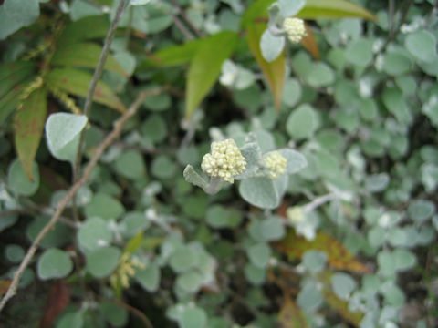 Helichrysum petiolare