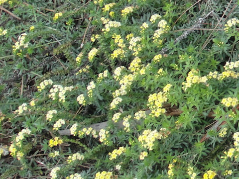 Heliotropium polyphyllum