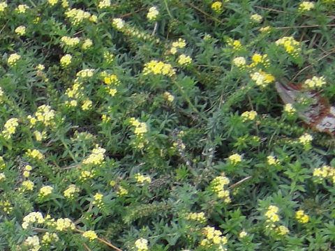 Heliotropium polyphyllum