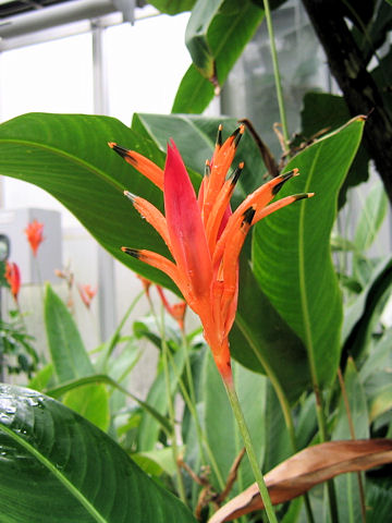 Heliconia psittacorum