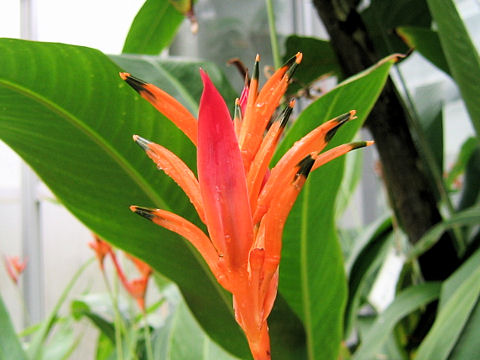 Heliconia psittacorum