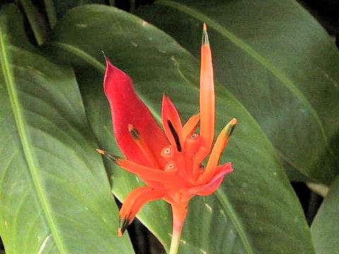 Heliconia psittacorum