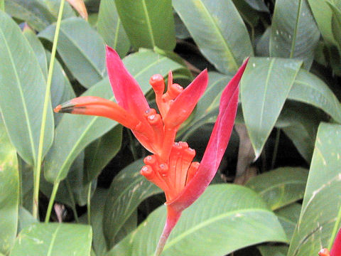 Heliconia psittacorum