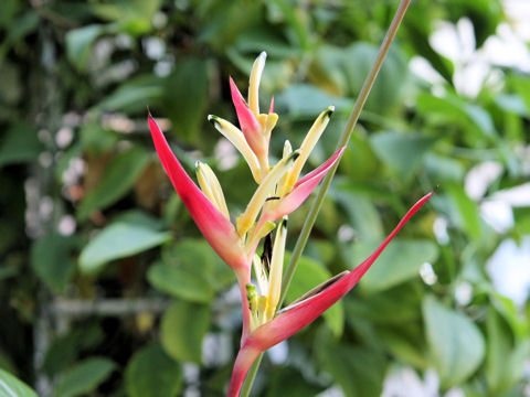 Heliconia psittacorum