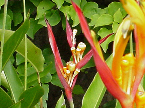 Heliconia psittacorum