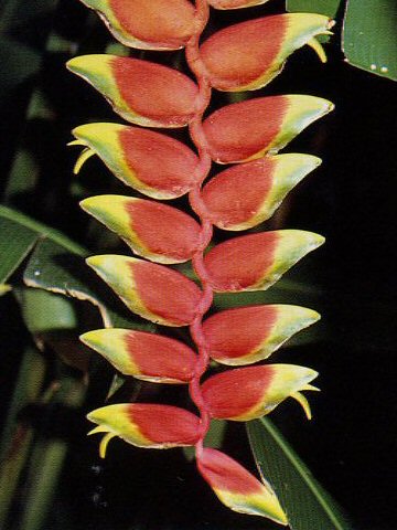 ヘリコニア ロストラータ Heliconia Rostrata