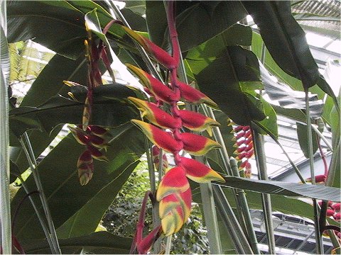 ヘリコニア ロストラータ Heliconia Rostrata