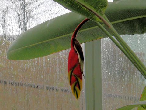 Heliconia rostrata