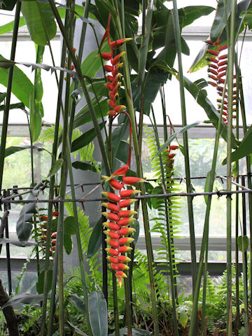 Heliconia rostrata