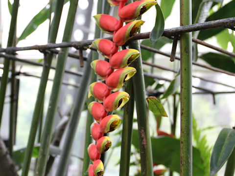 Heliconia rostrata