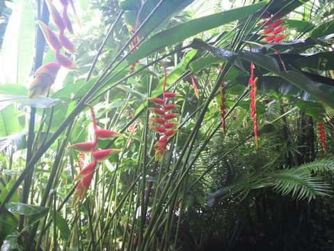 Heliconia rostrata