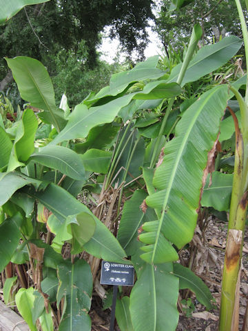 Heliconia rostrata