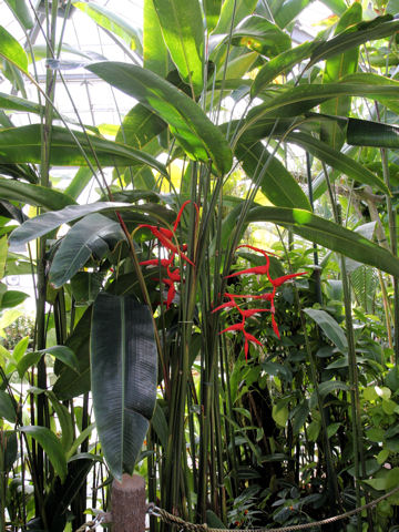 Heliconia stricta cv. Jamaica