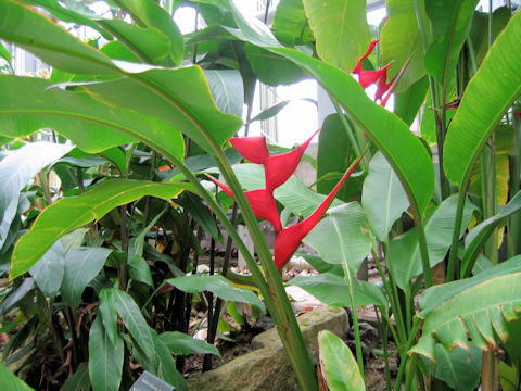 Heliconia stricta var. stricta