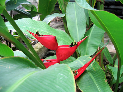 Heliconia stricta var. stricta