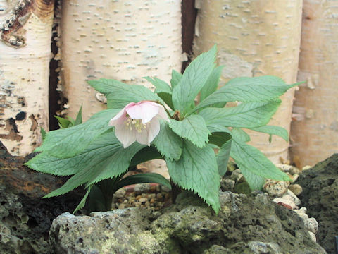 Helleborus tibetanus