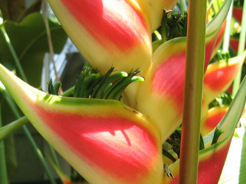 Heliconia wagneriana