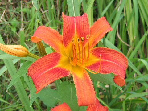 Hemerocallis cv.