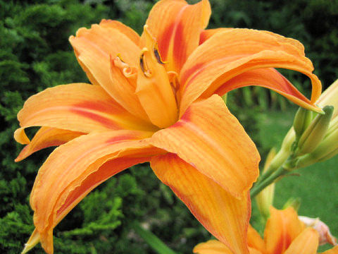 Hemerocallis cv. Kwanso