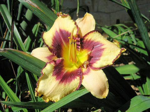 Hemerocallis cv.