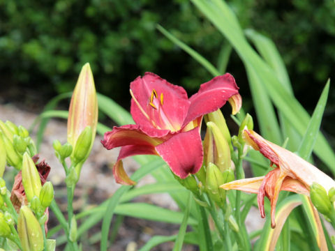 Hemerocallis cv.