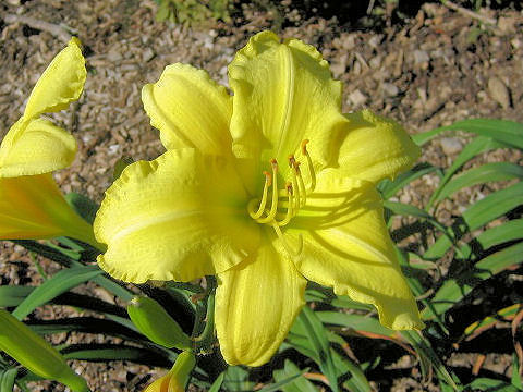 Hemerocallis cv.